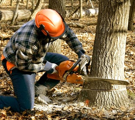 Tree Removal in Comer, GA